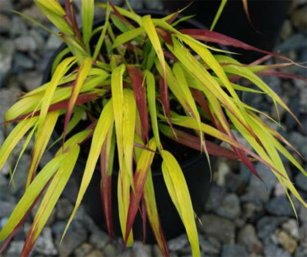 Japanese Forest Grass SunFlare™ PP (Hakonechloa macra)