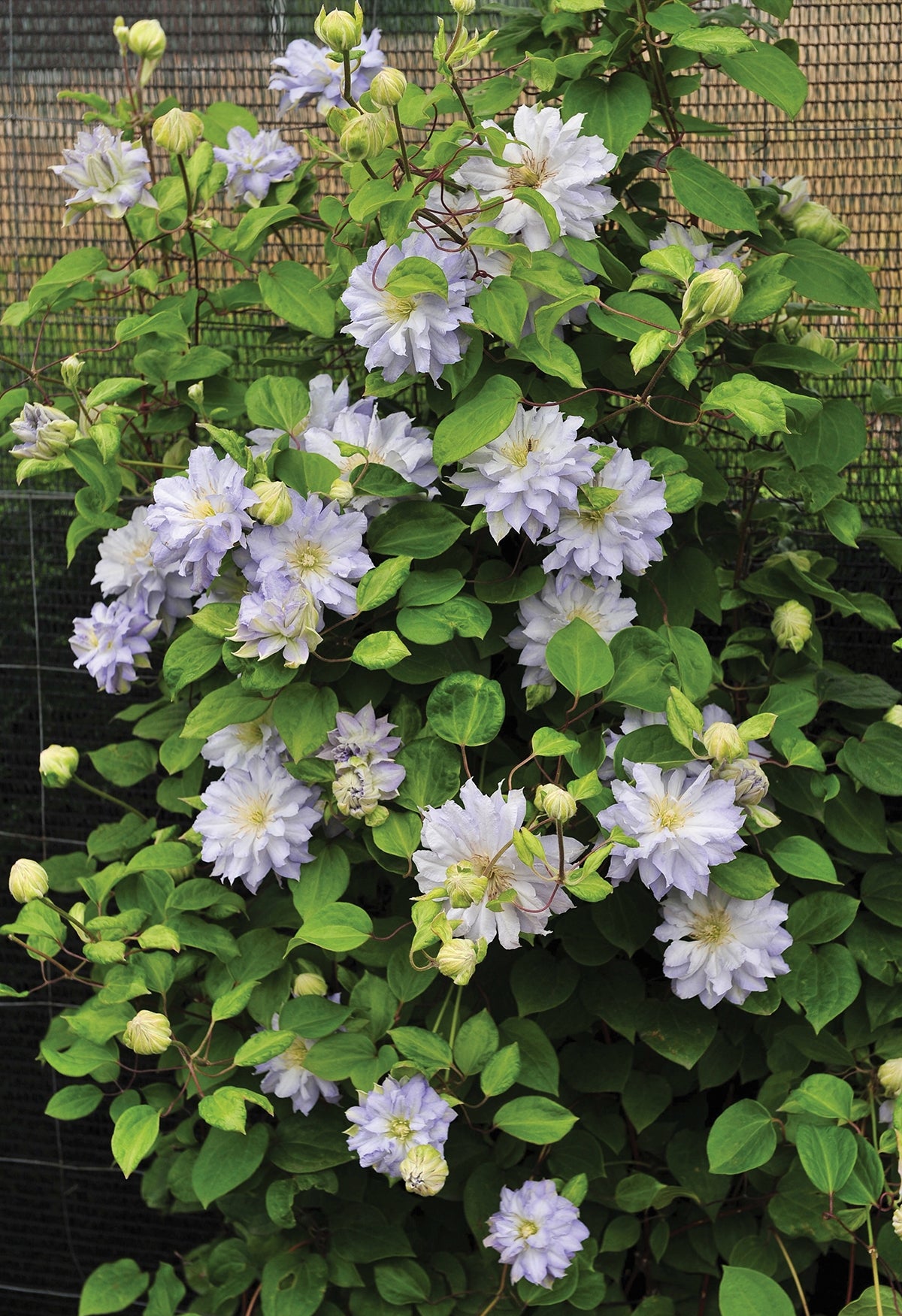 Clematis ‘Diamond Ball’ PP (Clematis hybrid)