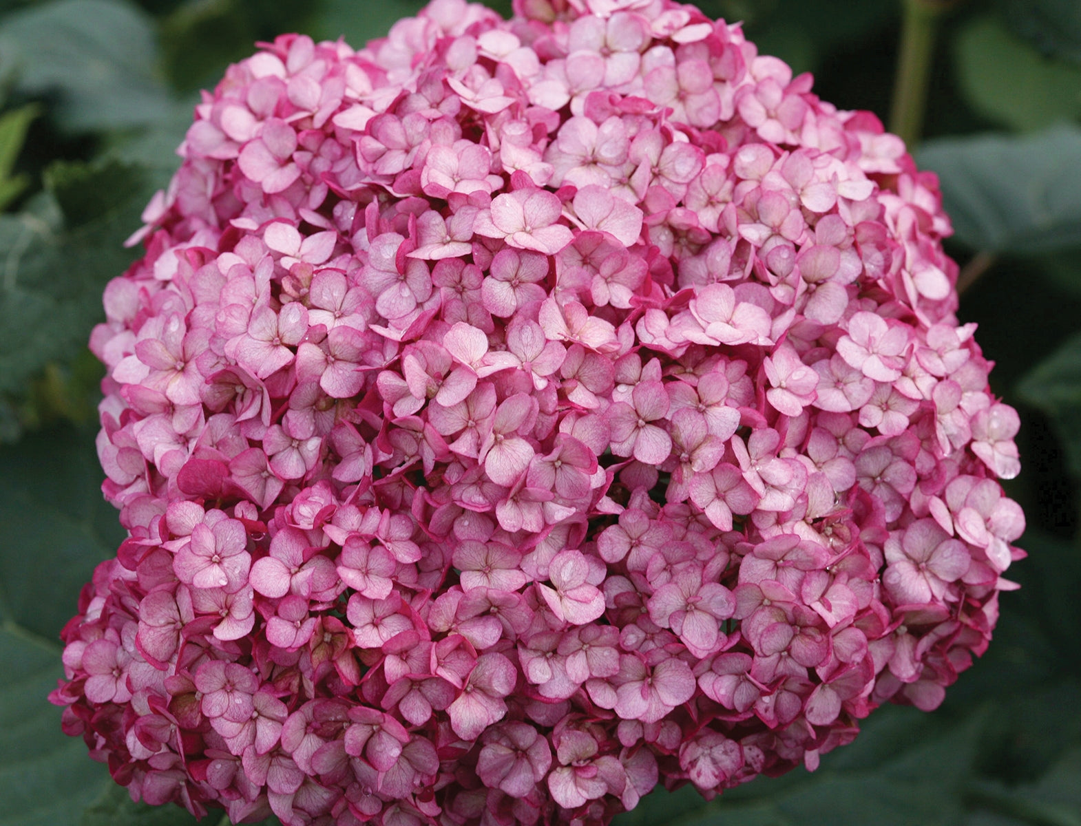 Hydrangea Invincibelle Mini Mauvette® PP (Hydrangea arborescens hybrid)