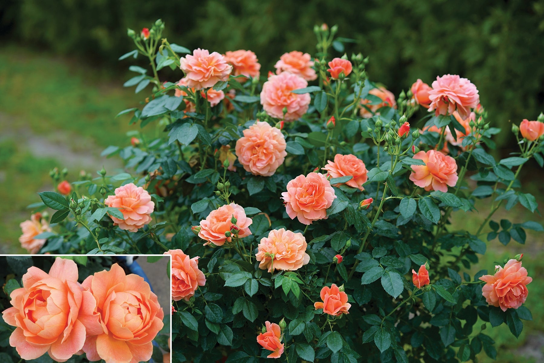 Rose At Last® PP (Rosa hybrid)