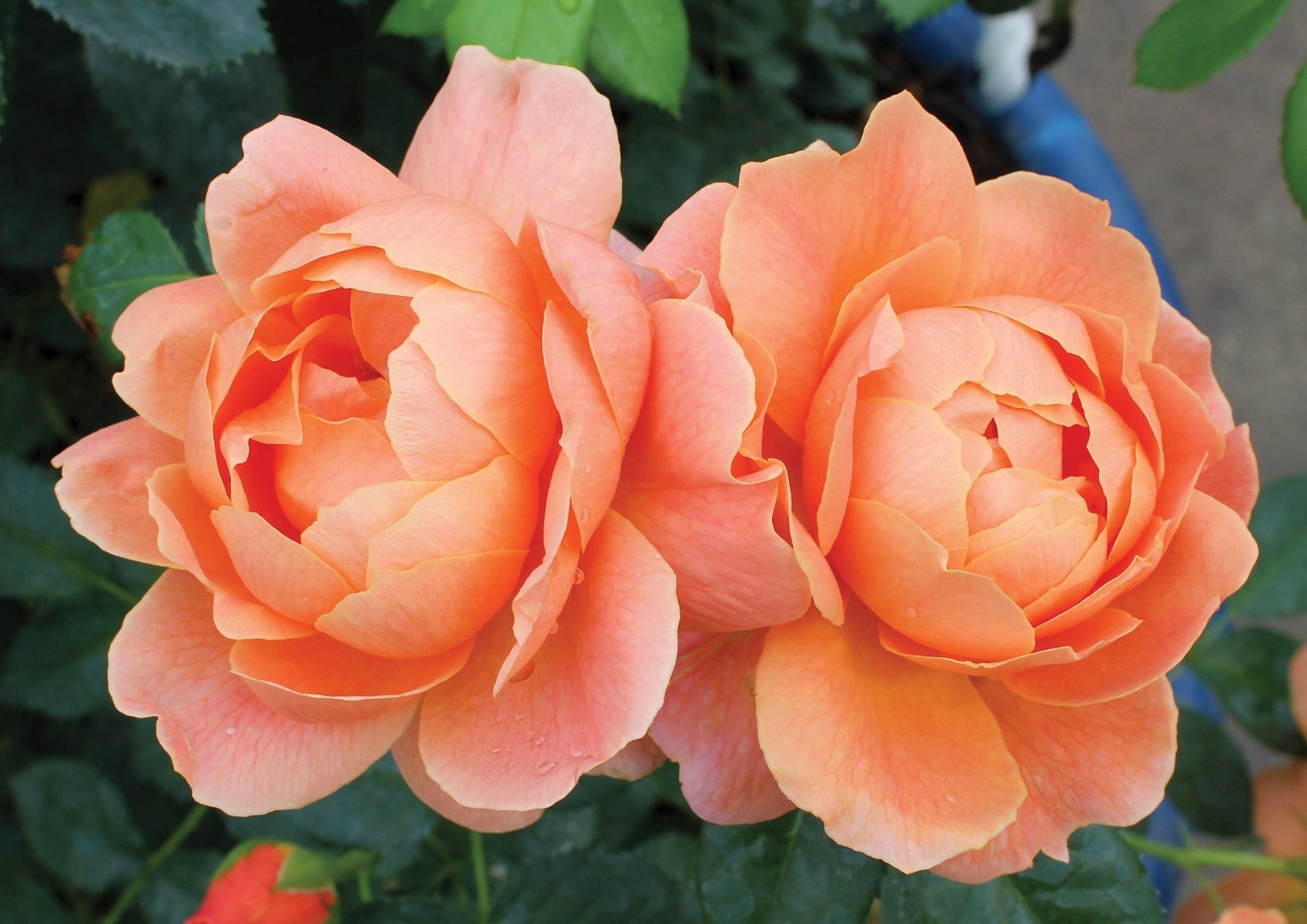Rose At Last® PP (Rosa hybrid)