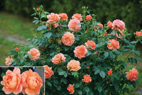 rose rose✨ Vigoro 2 Gal. Legend Of Rossi Rose with Hot Pink Flowers 17551