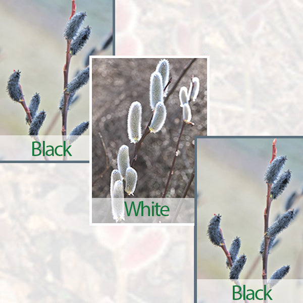 Pussy Willow Collection: 2 Black, 1 White (Salix)