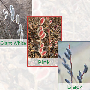 White, Pink and Black Pussy Willow Collection (Salix)