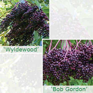 American Elderberry Plant Set 'Wyldewood' & 'Bob Gordon'