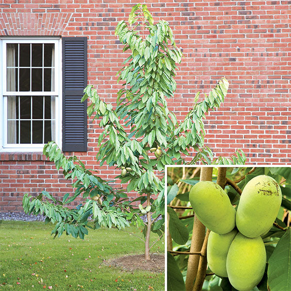 Paw Paw Tree ‘PA Golden' (Asimina triloba)