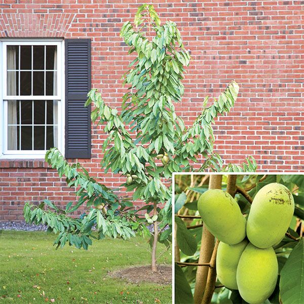 Paw Paw Tree Set ‘PA Golden’ & ‘NC-1’ (Asimina triloba)