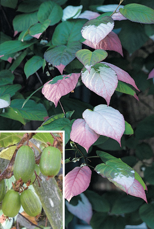 Arctic Beauty Hardy Kiwi Vine Frost™ Set (Actinidia kolomikta)