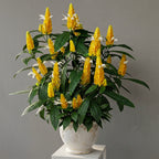 Lollipop Flower (Pachystachys lutea) for sale