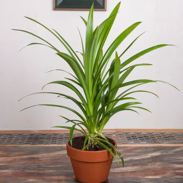 pandan leaf plant seeds for sale Pandan Grass For Sale – Logee's Plants