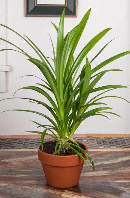 Pandan Grass (Pandanus amaryllifolius)