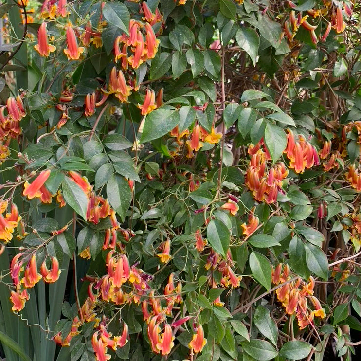 Pandorea ‘Golden Showers’ (Pandorea pandorana)