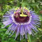 Passion Flower ‘Betty Myles Young’ (Passiflora hybrid)