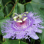 Maypop Passion Flower (Passiflora incarnata)