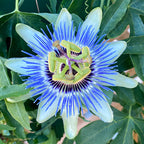 Passion Flower 'Blue Bahama'