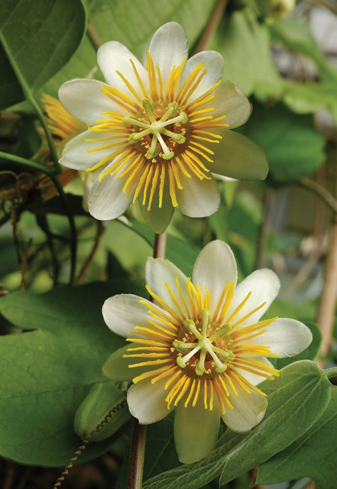 Velvet Leaf Passion Flower (Passiflora holosericea)