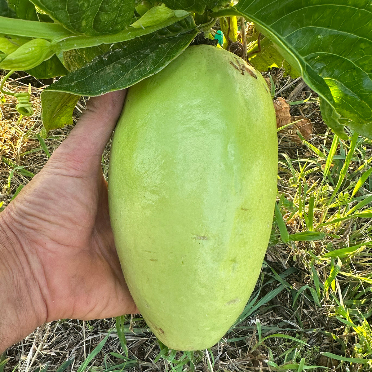 Passion Flower ‘Giant Granadilla’