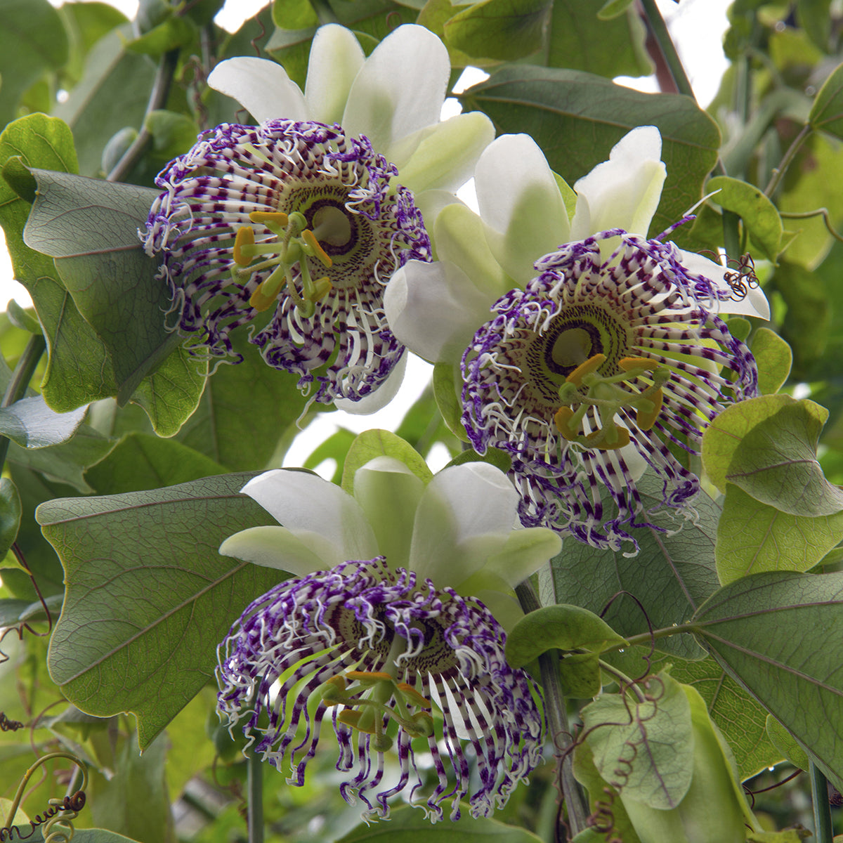Passion Flower sidiflora (Passiflora sidiflora)