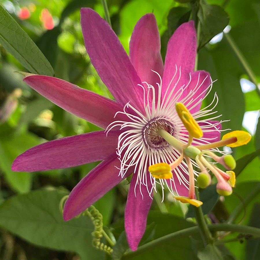 Passion Flower ‘Vanessa’ (Passiflora hybrid)