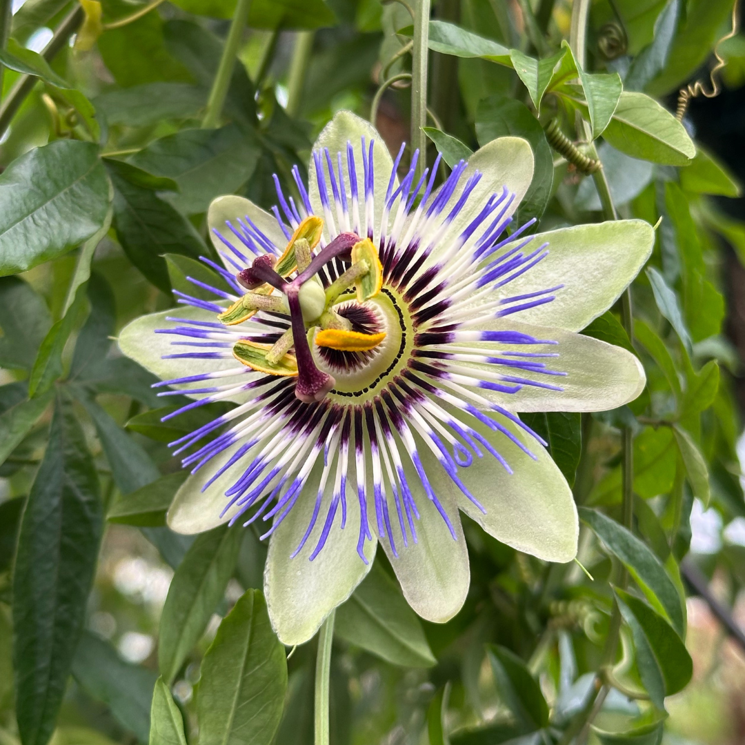 Blue Passion Flower (Passiflora caerulea)