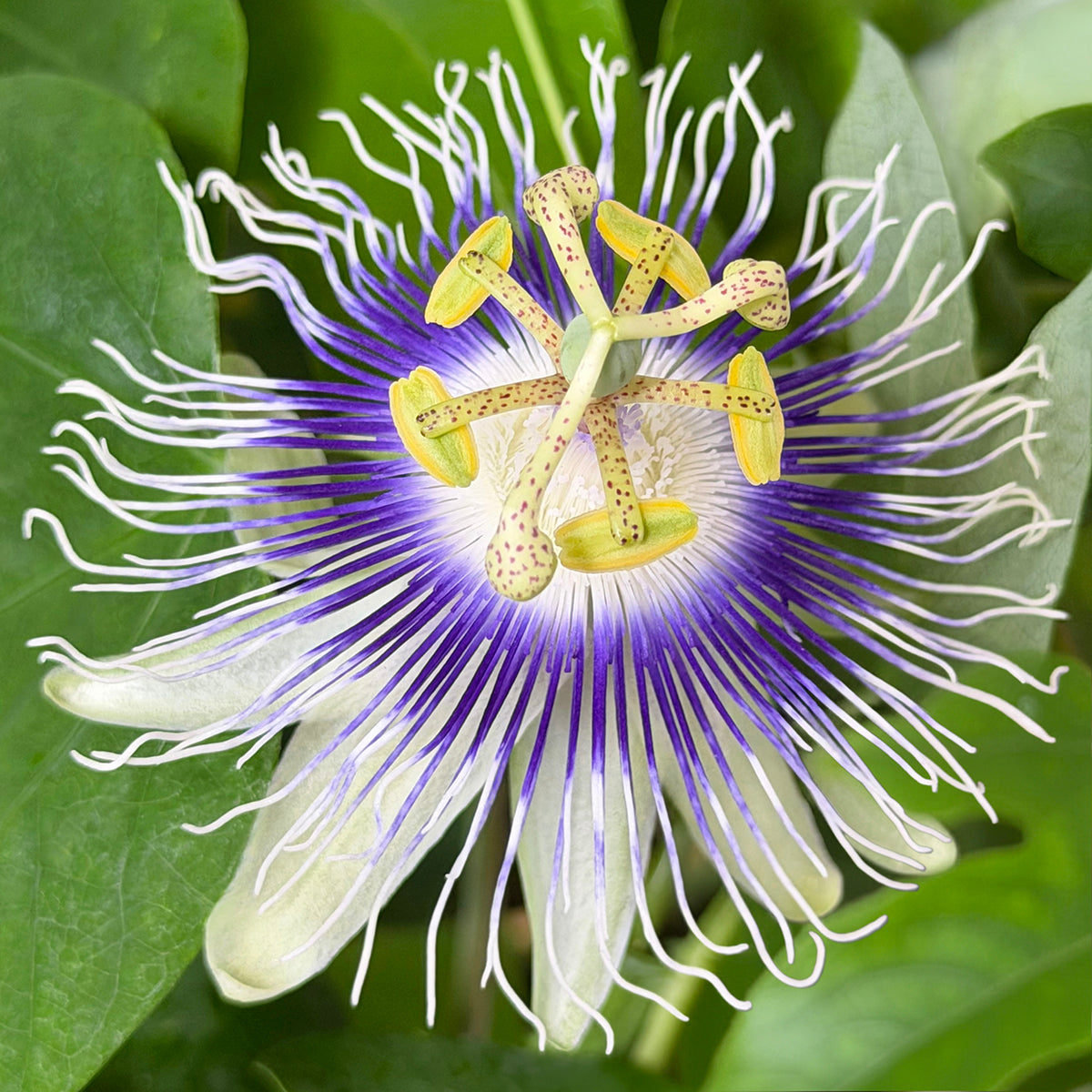 Passiflora stipulata purple-blue flower with tendrils with white tips and green leaves in the background