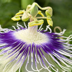 Passiflora stipulata purple-blue flower with tendrils with white tips and green leaves in the background