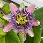 Passion Flower x alato-caerulea (Passiflora xalato-caerulea)