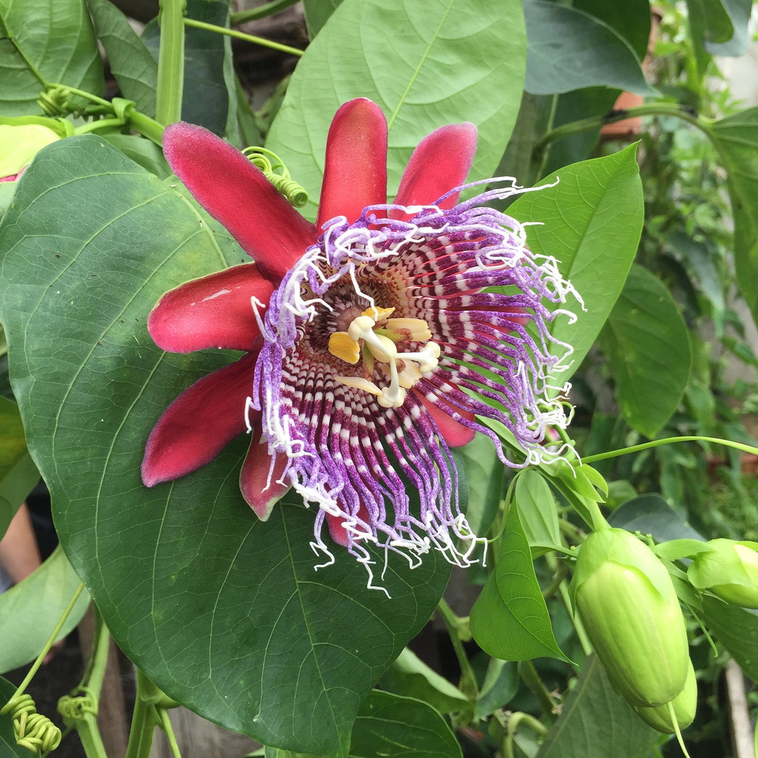 Passion Flower ‘Purple Tiger’ (Passiflora x decaisnenana hybrid)