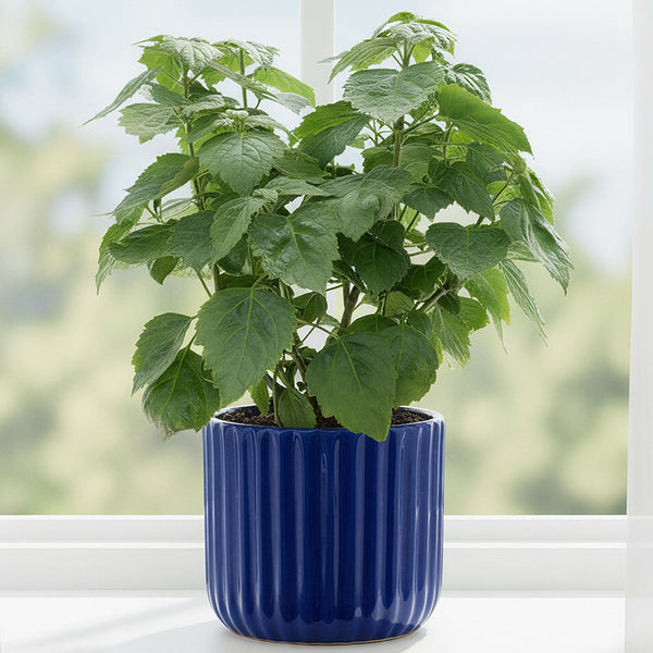patchouli plant care indoor Java Patchouli For Sale – Logee's Plants