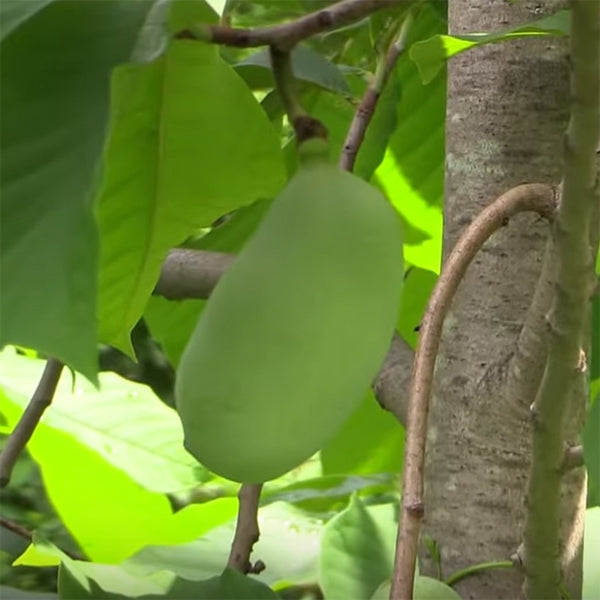 Paw Paw Tree Shenandoah™ For Sale – Logee's Plants