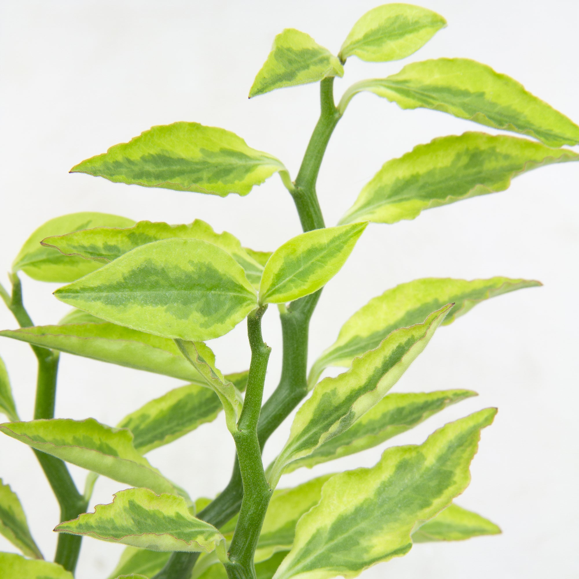 Variegated Devil’s Backbone (Pedilanthus tithymaloides)