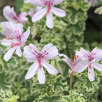 Geranium ‘Prince Rupert Variegated’ (Pelargonium hybrid)
