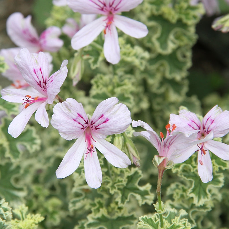 Geranium ‘Prince Rupert Variegated’ (Pelargonium hybrid)