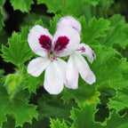 Geranium ‘Orange’ (Pelargonium hybrid)