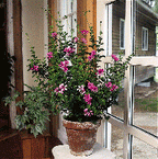 Geranium ‘Strawberry’ (Pelargonium hybrid)