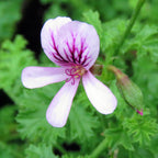 Geranium ‘Strawberry’ (Pelargonium hybrid)