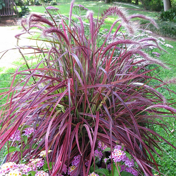 Fountain Grass ‘Fireworks’ PP (Pennisetum setaceum)