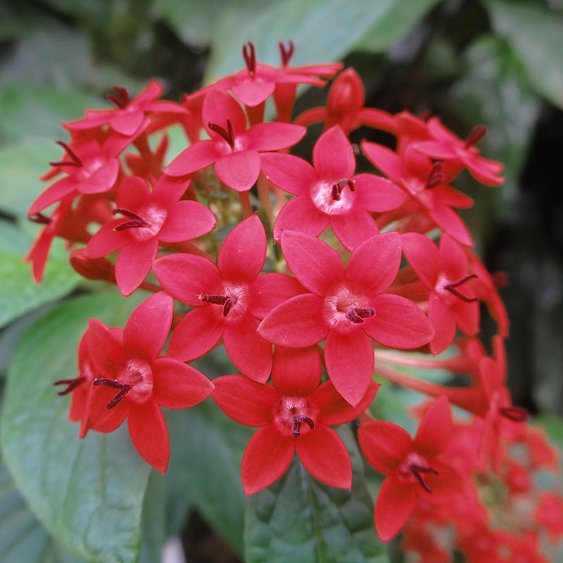 Pentas ‘Ruby Glow’ (Pentas lanceolata)