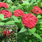 Pentas ‘Ruby Glow’ (Pentas lanceolata)