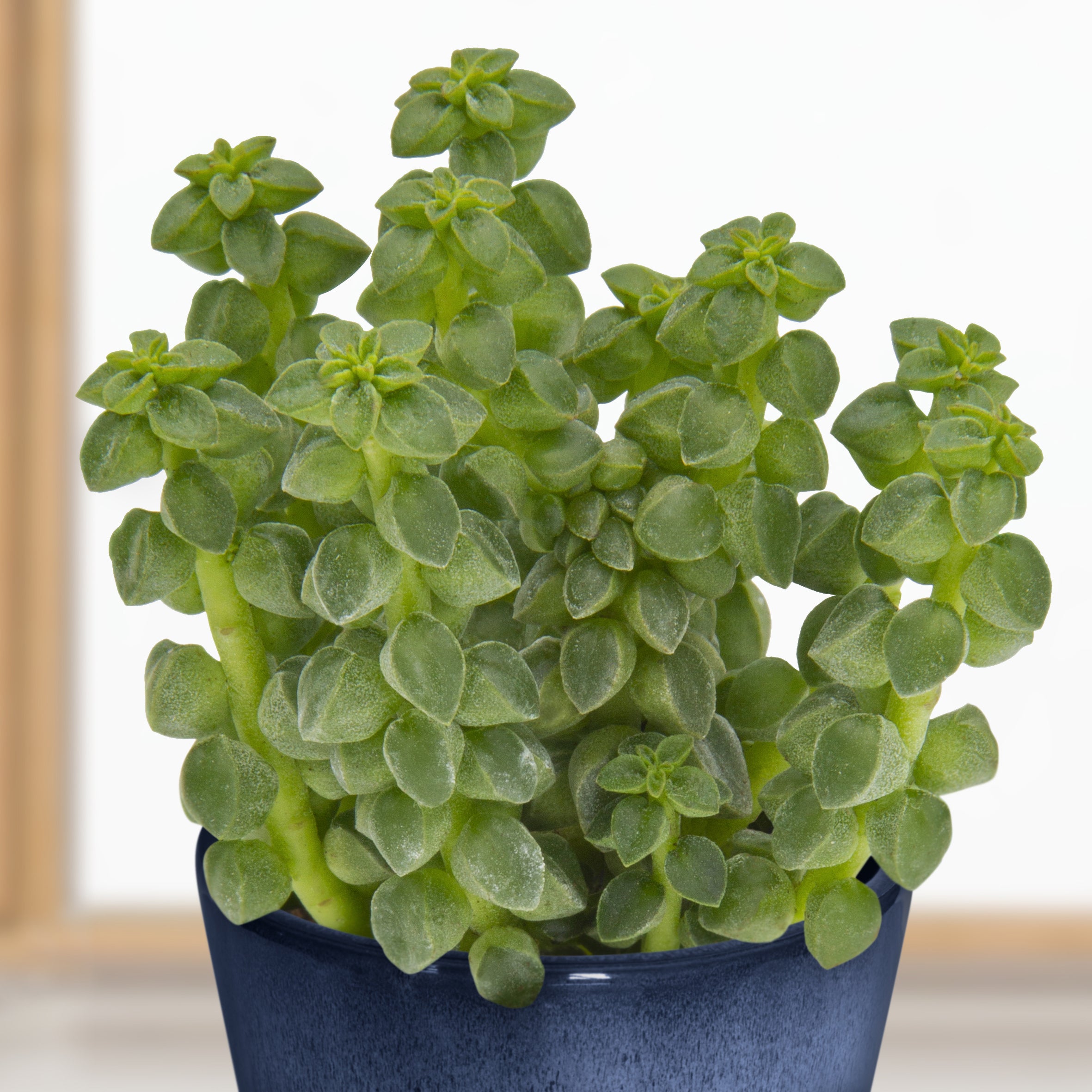 Columnar Peperomia (Peperomia columella)