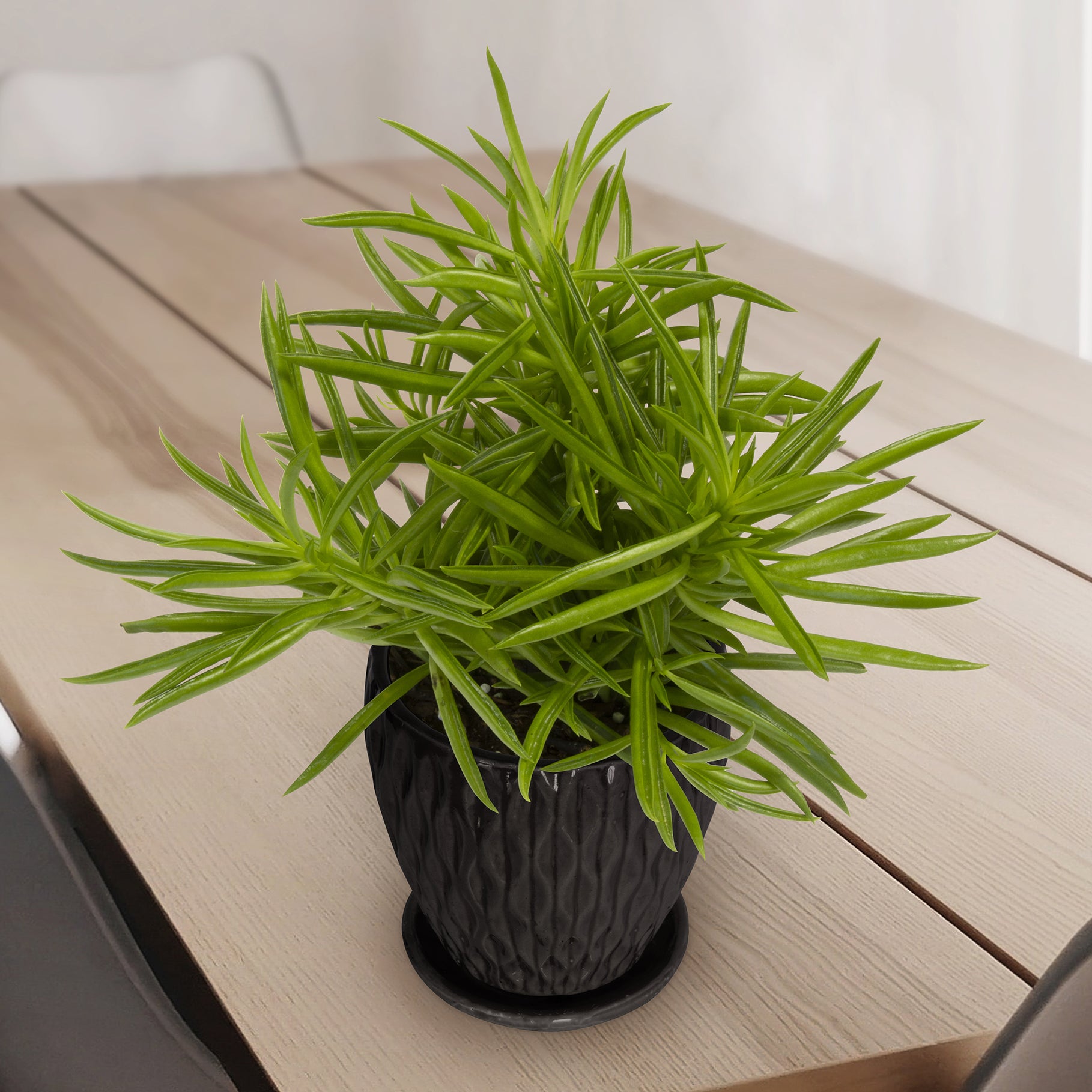 Peperomia ‘Happy Beans’ (Peperomia ferreyrae)