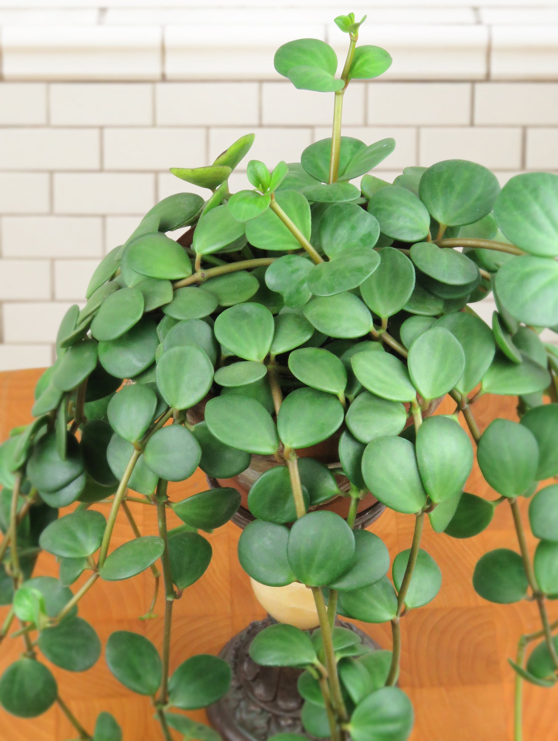 Peperomia ‘Hope’ (Peperomia hybrid)