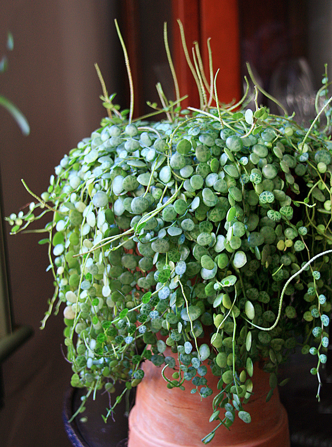 Creeping Peperomia (Peperomia prostrata)