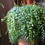 String of Turtles plant for sale