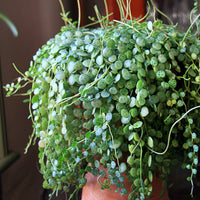 peperomia_prostrata_square (tropical-plants)