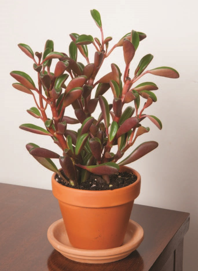 Peperomia ‘Ruby Glow’ (Peperomia graveolens)