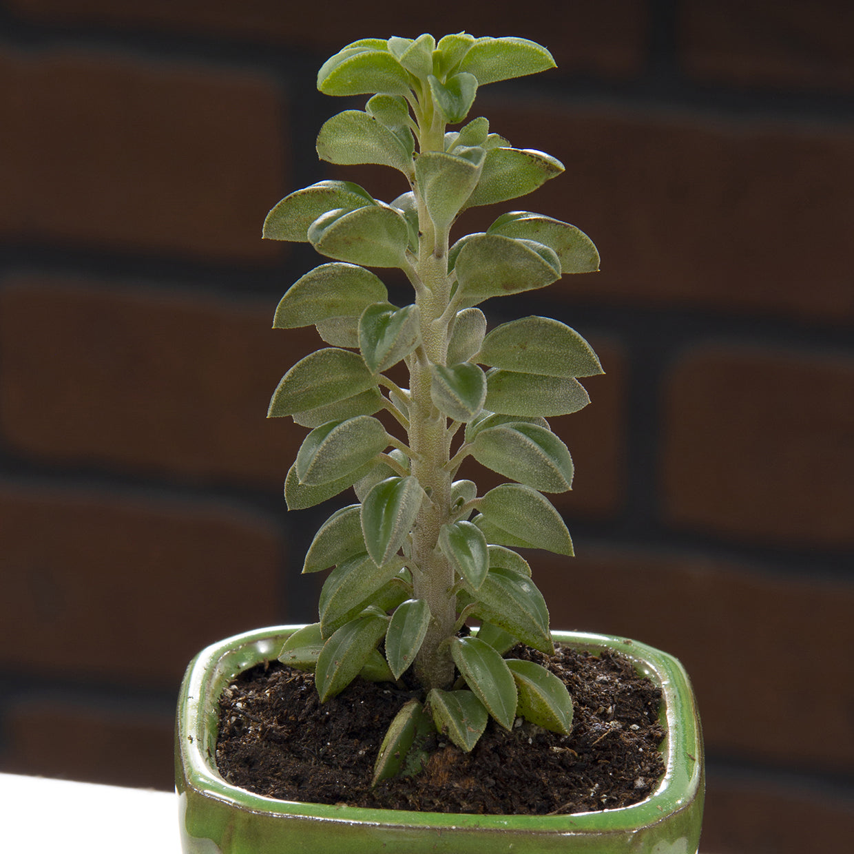 Peperomia ‘Wolfgang’ (Peperomia wolfgang-krahnii)