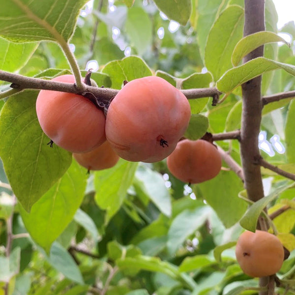 Persimmon Tree 'Meader' For Sale – Logee's Plants