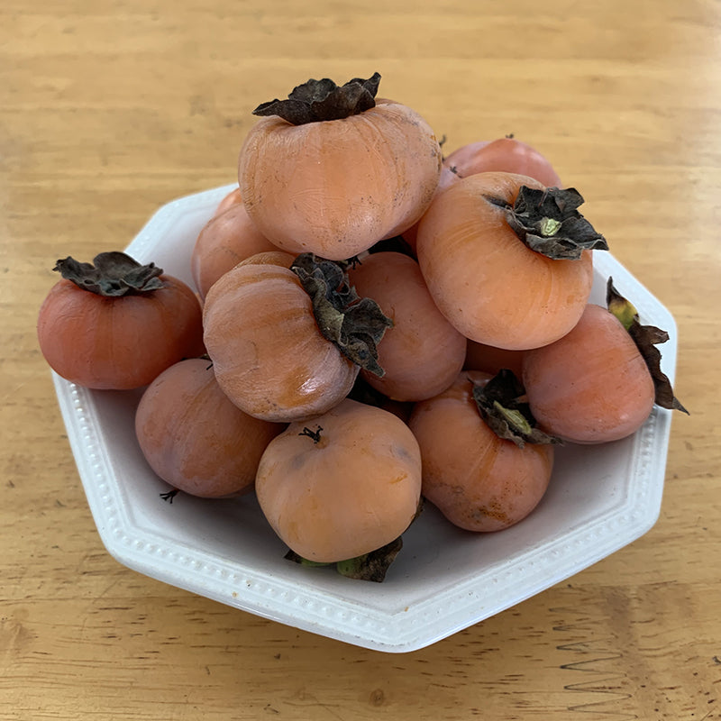 American Persimmon Tree Prairie Gem™ (Diospyros virginiana)