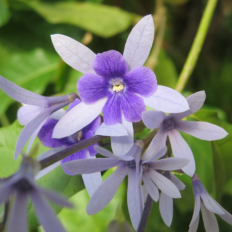 Queen’s Wreath (Petrea volubilis)